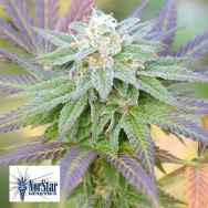 NorStar Genetics Seeds Frisco Snaps